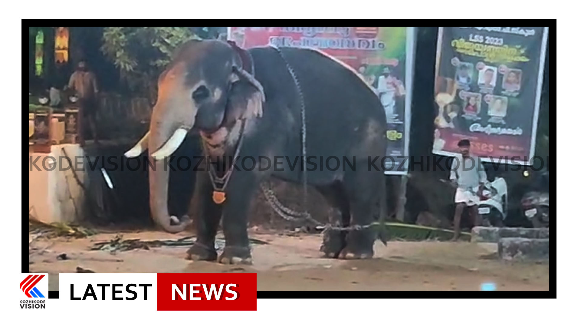 കൊയിലാണ്ടി ക്ഷേത്രോത്സവത്തിനിടെ ആന ഇടഞ്ഞു; പാപ്പാനെ തട്ടിത്തെറിപ്പിച്ച ആനയെ തളച്ചത് തിങ്കളാഴ്ച പുലര്‍ച്ചയൊടെ