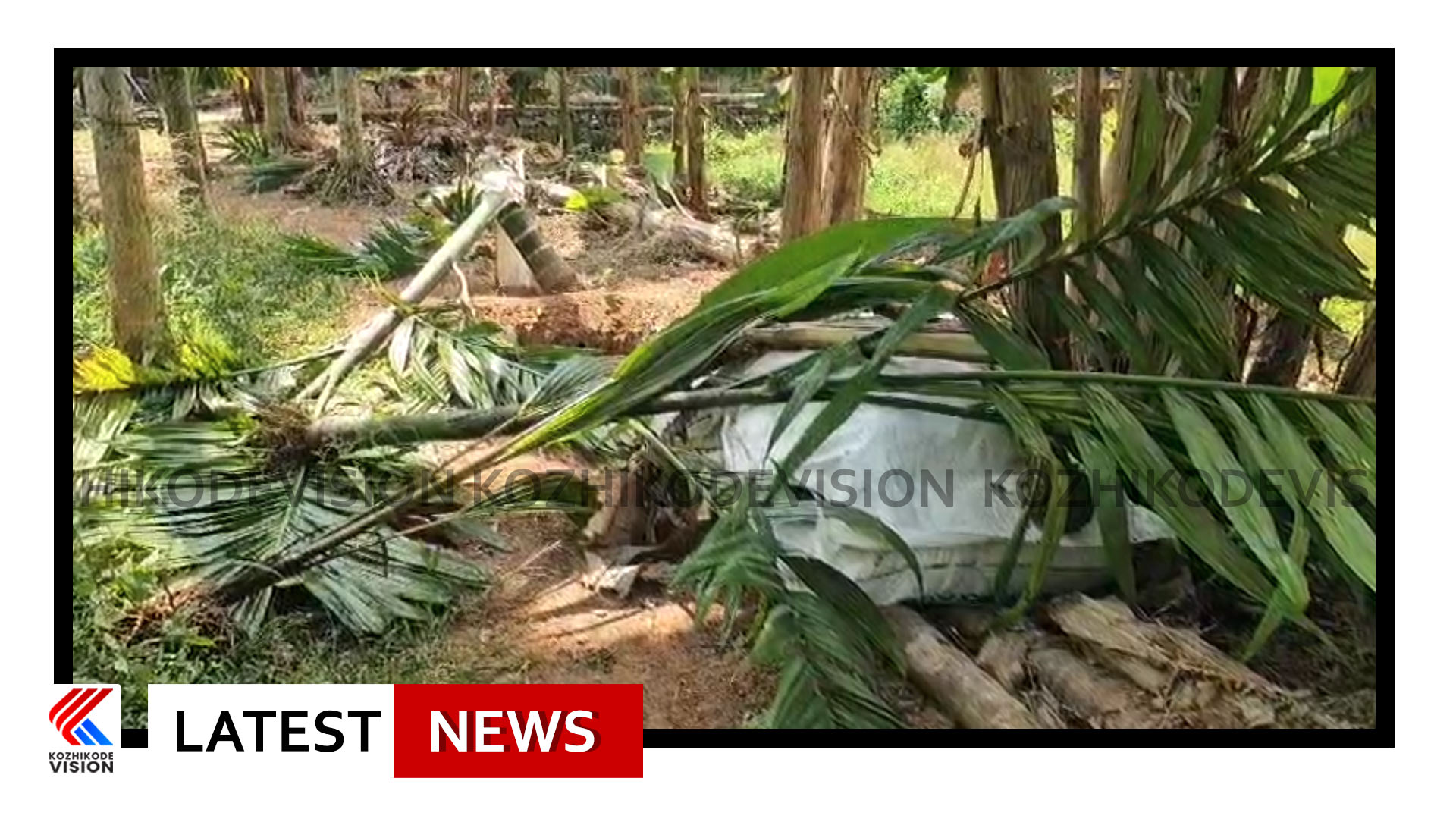 കാര്‍ഷിക വിളകള്‍ സാമൂഹ്യ വിരുദ്ധര്‍ വെട്ടിനശിപ്പിച്ചു; താമരശ്ശേരി കെടവൂര്‍ മുണ്ടോളി പാലത്തിന് സമീപം റിട്ട. ഫയര്‍ ഓഫീസറായ കെ.പി ജയപ്രകാശിന്റെ ഉടമസ്ഥതയിലുള്ള കൃഷിയിടത്തിലെ കാര്‍ഷിക വിളകളാണ് സാമൂഹ്യ വിരുദ്ധര്‍ നശിപ്പിച്ചത്