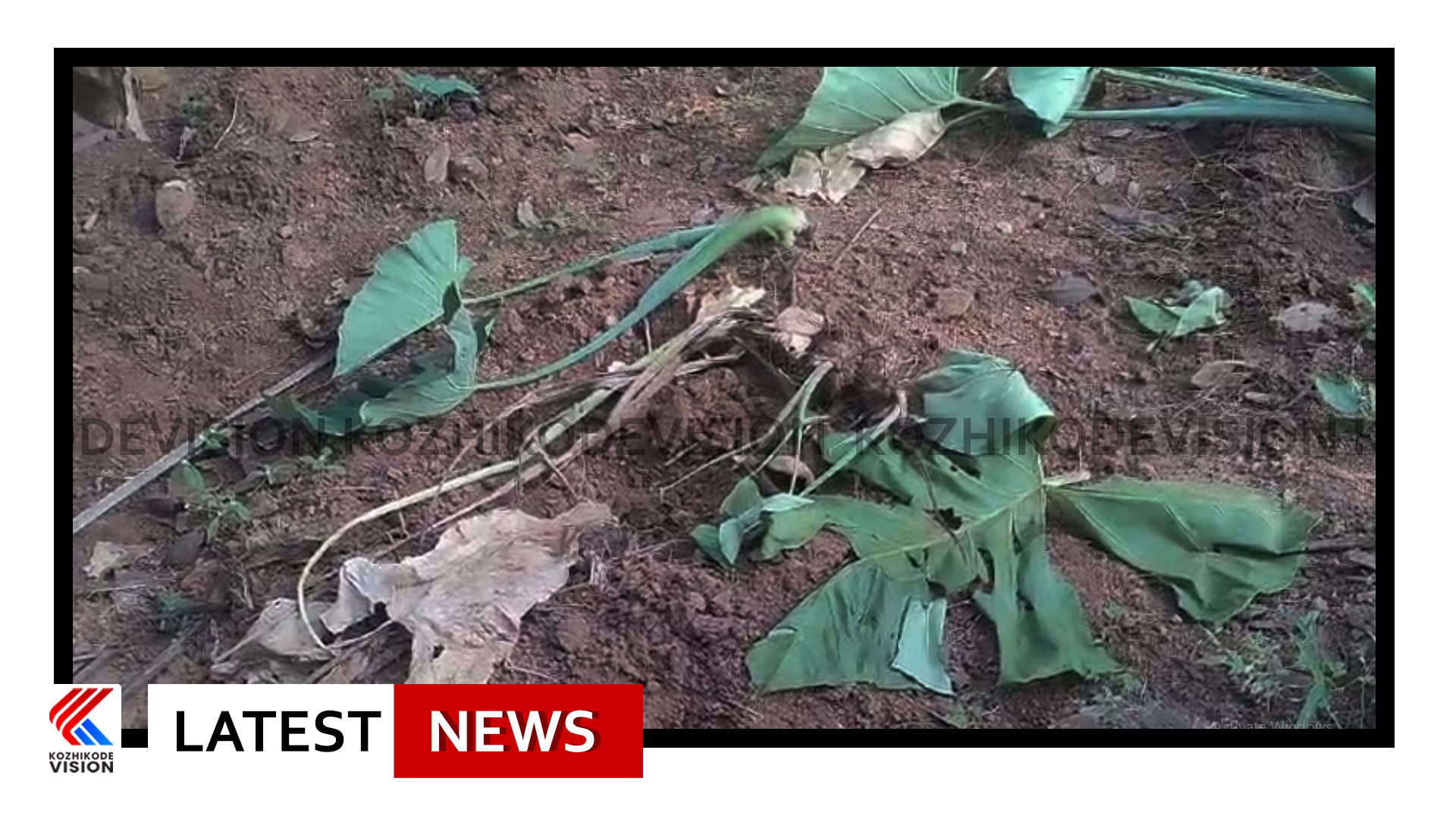 വന്യ ജീവികളുടെ ശല്യം രൂക്ഷം; വട്ടോളി ബസാര്‍ പ്രദേശങ്ങളില്‍ കാട്ടുപന്നിശല്യത്തില്‍ പൊറുതിമുട്ടി കര്‍ഷകര്‍